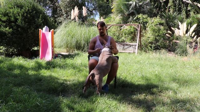 AMERICAN BULLY STANDAR смотреть онлайн