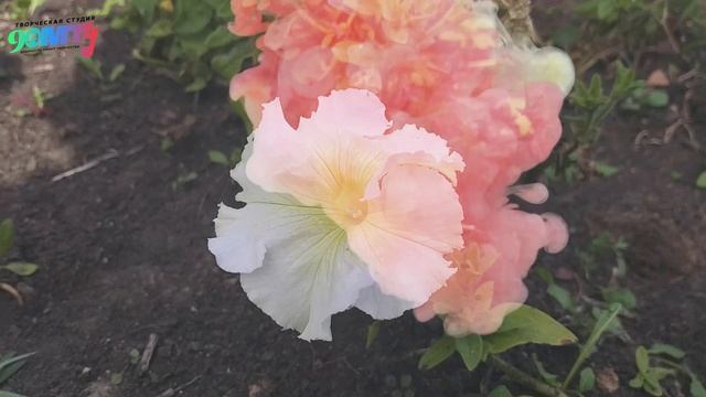 Я принимаю себя! Медитация и позитивные аффирмации. смотреть онлайн