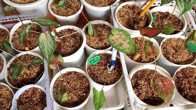 MGA IMPORTED CALADIUM BULB NABILI KO ONLINE + UPDATE BULB / TUBER PROPAGATION | Lovekye 8 смотреть онлайн
