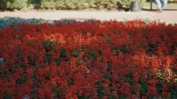 Виктор Горовенко ( Кавер ) Ю. Шатунов.