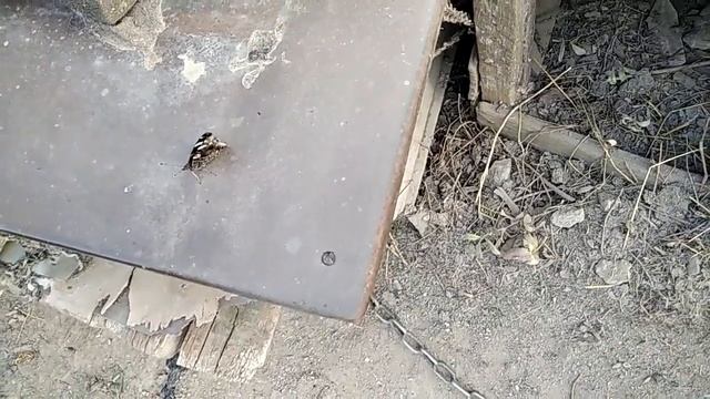 Адмирал - бабочка с самым продолжительным жизненным циклом смотреть онлайн