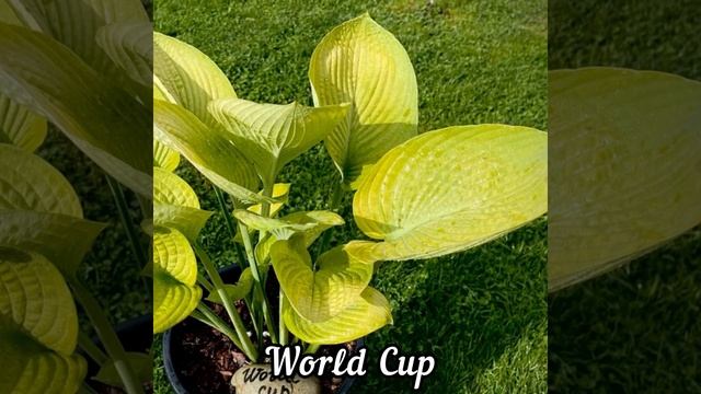 Одни из самых стойких хост сентября(слайдшоу) смотреть онлайн