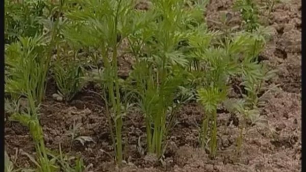 Конкуренция. Общая биология.