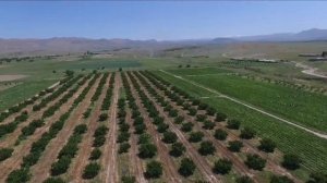 РАЙСКИЕ ПЛАНТАЦИИ КЛУБНИКИ: В с.Верхний Двин небывалый урожай клубники и массовый сбор.