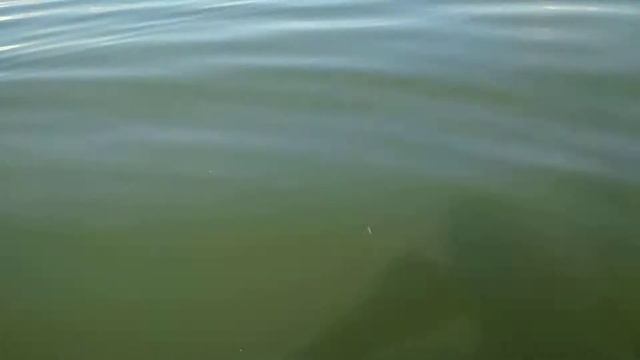 Шаблиш. Рыбалка 4..09.2018 смотреть онлайн