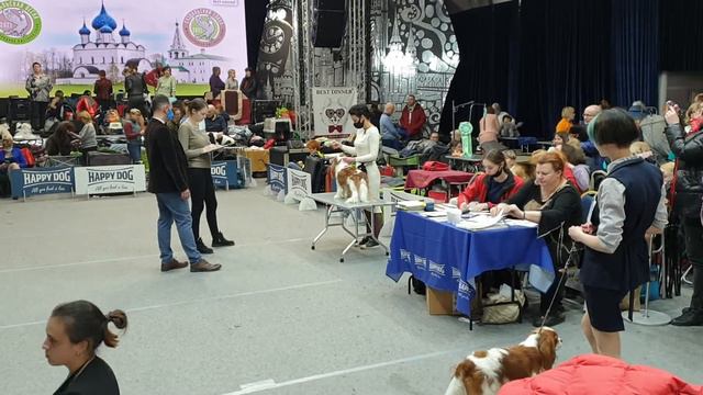 CACIB. Суздаль 21.02.2021 Кобели, промежутое смотреть онлайн