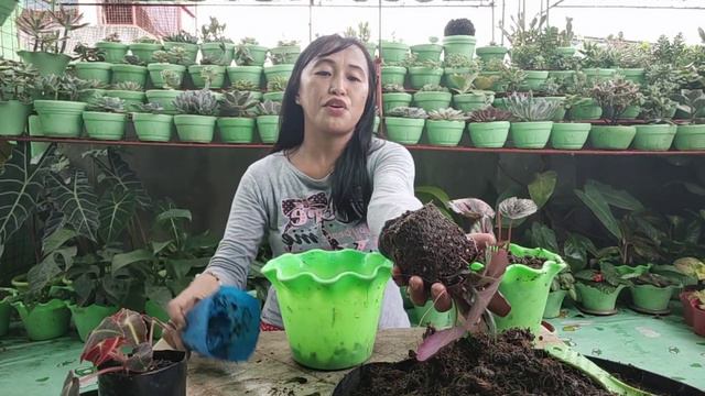 POTTING BEGONIA WITH SOIL MIX GUIDE смотреть онлайн