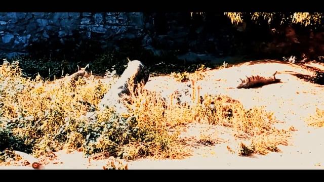 Zoo Park Of Russia | Life in Russia смотреть онлайн