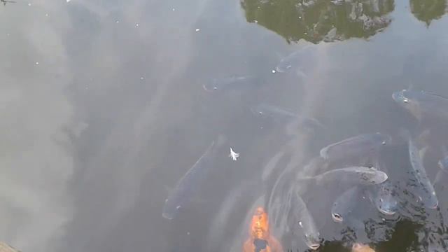 Эмигрантка Ирина. Все плохо