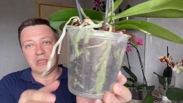 ОТПАИВАНИЕ ОРХИДЕЙ результат, обзор 3 орхидей разных Чармеров и 2 орхидеи Золотые Яблоки смотреть онлайн