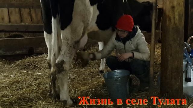 Весной мы купили себе новый доильный аппарат смотреть онлайн