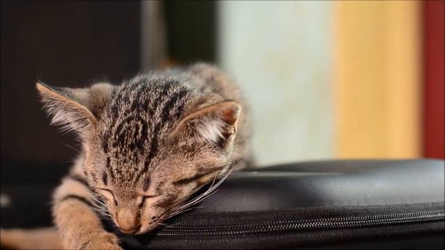 Всемирный День Кошек. World Cat Day. смотреть онлайн