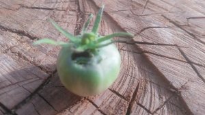 помидор и червяк