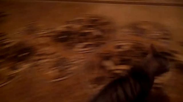 Кошка умная посмотрите))) смотреть онлайн