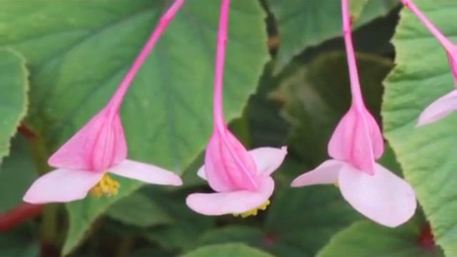 How to Grow Begonia Grandis смотреть онлайн