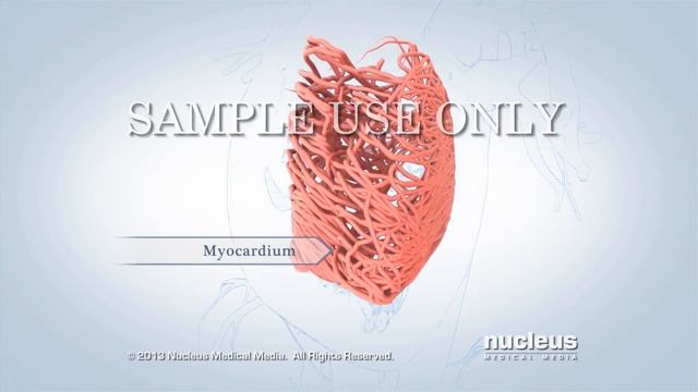 Anatomy Of The Heart