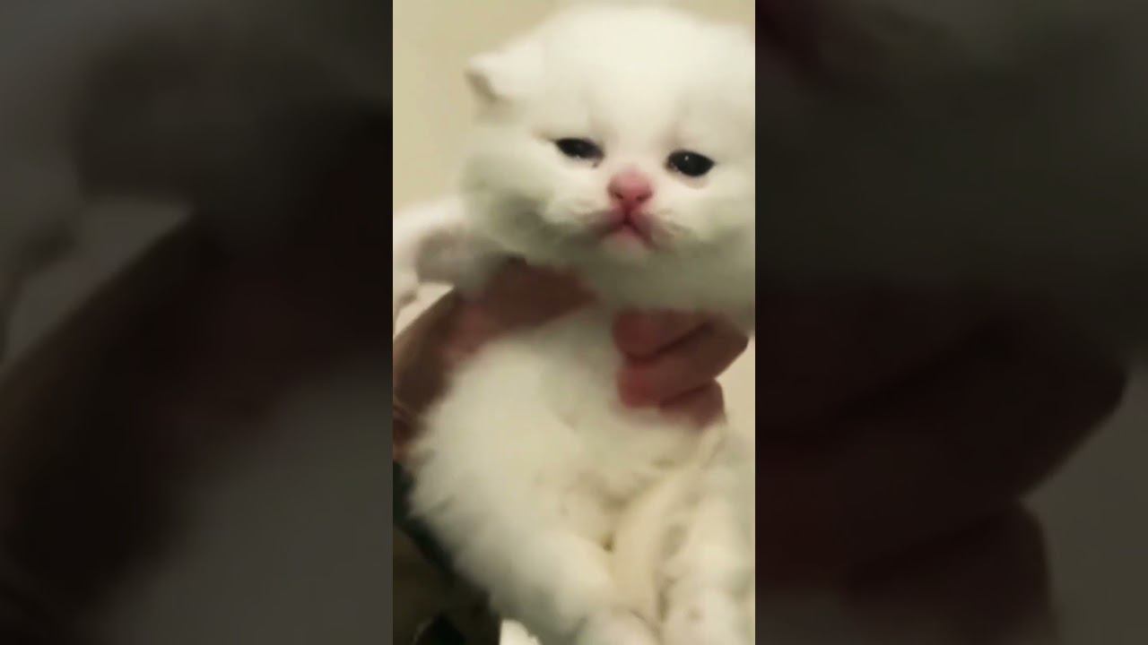 ▷Танцульки котика◁ смотреть онлайн