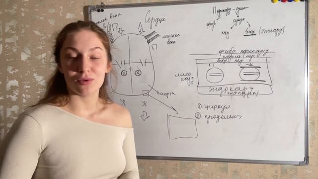 Строение аорты и сердца🫀 смотреть онлайн