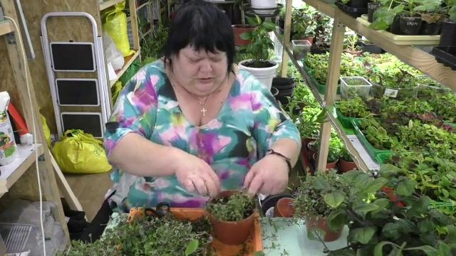 коллизия, плектрантус колеусовидный готовлю к пмж смотреть онлайн