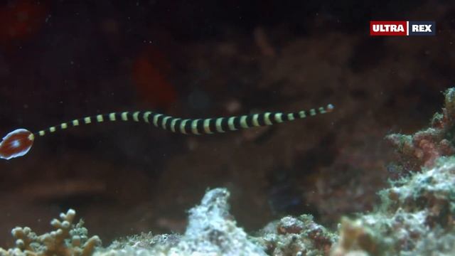 Какие способы питания используют полосатые рыбы-иглы — Doryrhamphus dactyliophorus ? смотреть онлайн