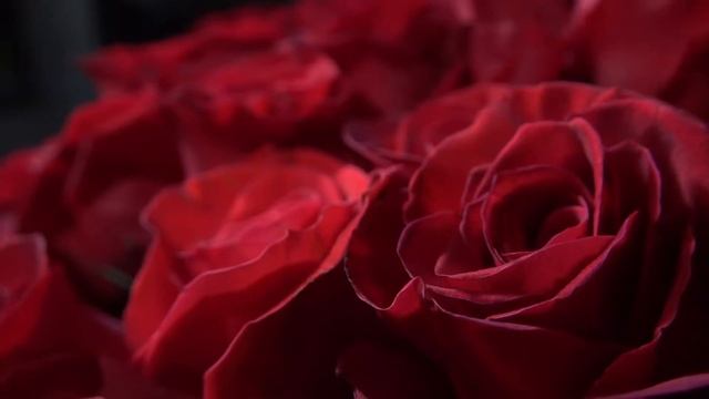 Букет из 101 красной розы 100 см Freedom (Эквадор) смотреть онлайн