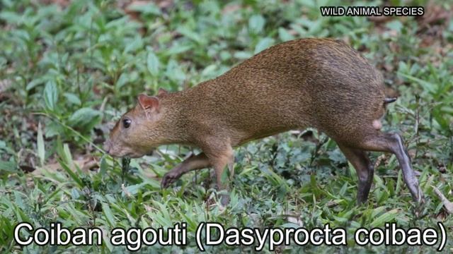 All Agouti Species / Complete list of Agouti species/types of Agouti смотреть онлайн
