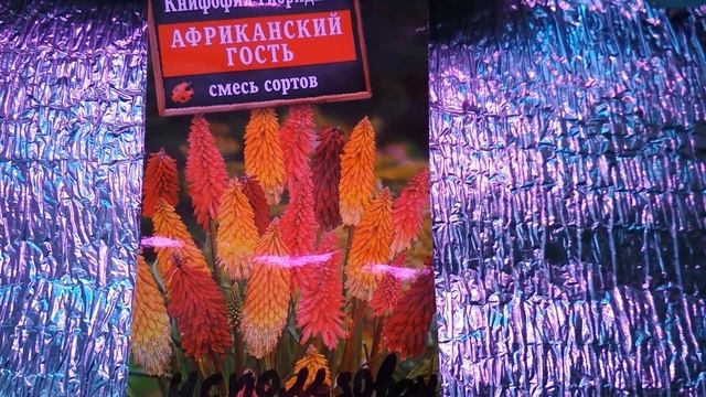 Как взошли эхинацея книфофия и перец из Фикспрайса смотреть онлайн