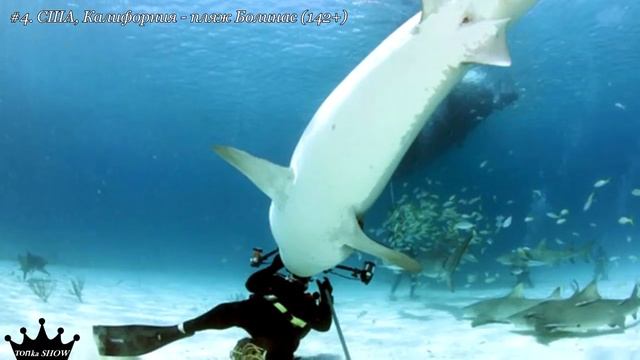 5 самых невероятных нападений акул в России! смотреть онлайн