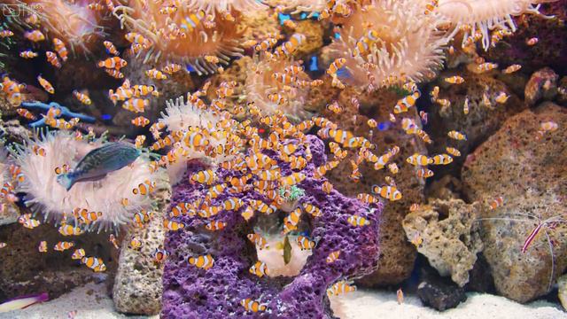 Aquarium 4K VIDEO (ULTRA HD) 🐠 Beautiful Coral Reef Fish - Relaxing Sleep Meditation Music #3 смотреть онлайн