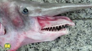 АКУЛА ГОБЛИН - МОНСТР ГЛУБИН! Самая Уродливая Акула в Мире