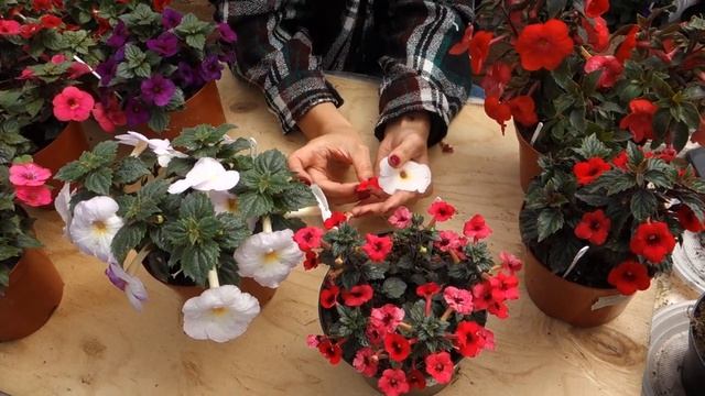 Почему у ахименеса могут быть мелкие цветы? смотреть онлайн