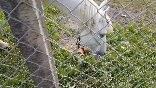 Как мы провожали белого жеребца 😢 смотреть онлайн