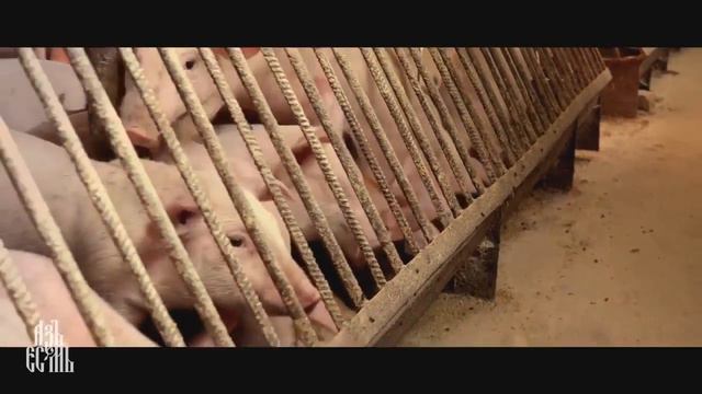 Животноводство  разведение и производство, загрязнение окружающей среды