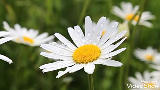 Flowers - Different kind of flowers - Beautiful flowers смотреть онлайн