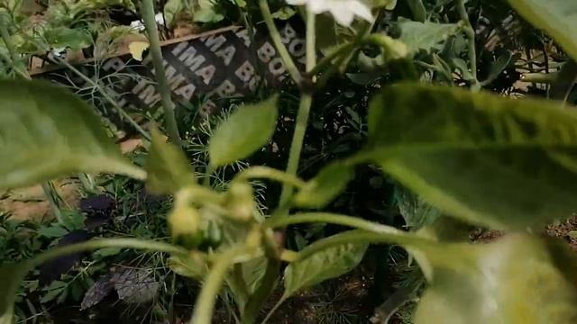 Перец "Лисий хвост" от агрофирмы Гавриш. Первые плоды и советы по выращиванию смотреть онлайн