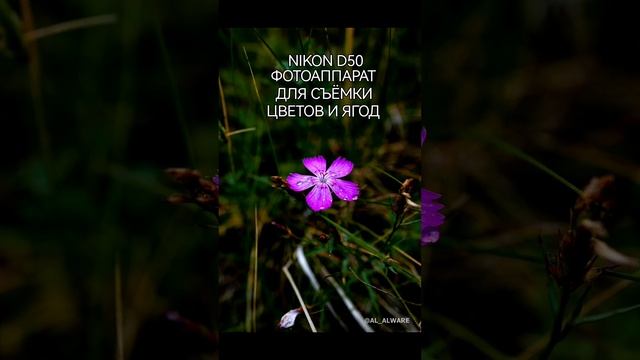 NIKON D50 для съёмки цветов и ягод #shorts