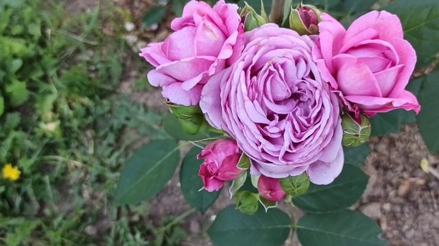 Новинка от Тантау. Сорт Лилак Топаз??? смотреть онлайн