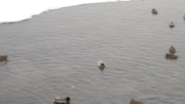 На берегу р.Миасс в центре Челябинска зимуют дикие утки. 27.12.2018г. смотреть онлайн