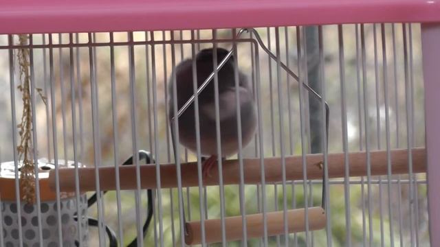 【文鳥】片足立ちで寝てるクッキーさん [Java Sparrow]Kukky's sleeping standing on one leg смотреть онлайн