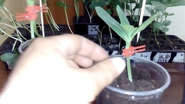 прививка арбуза на лагенарию