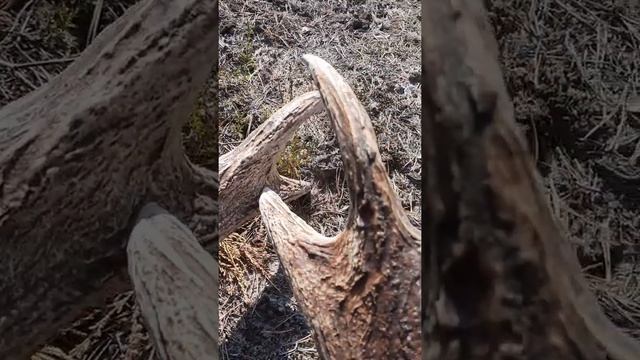 Удача! Большой рог на 8 отростков! смотреть онлайн