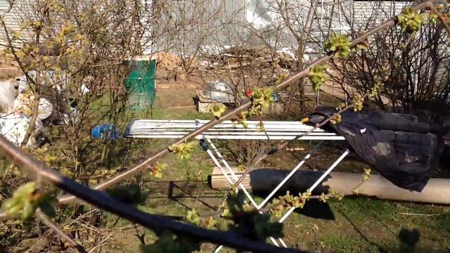 черешня в Подмосковье смотреть онлайн