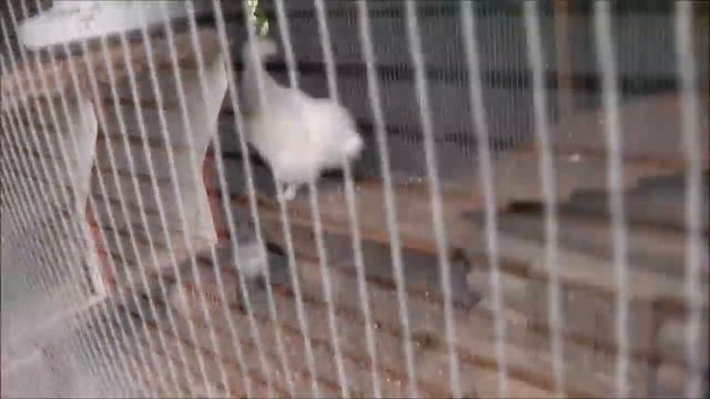 В ГОСТИ В ГОРЫ..Италия.VLOG смотреть онлайн