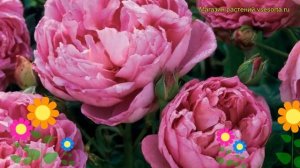 Роза английская кустовая Тhе Ингениоус Мр. Фаирчилд. Краткий обзор The Ingenious Mr. Fairchild