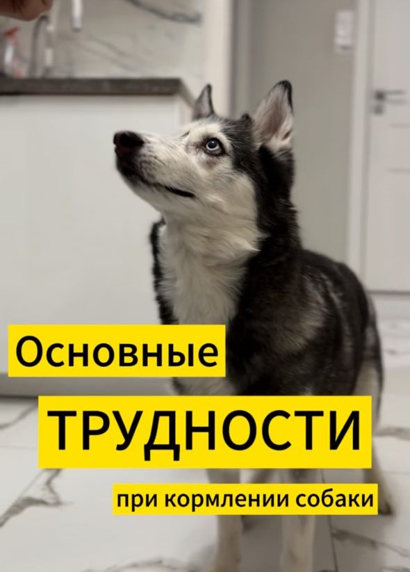 Основные трудности при кормлении собак. Новый корм Jarvi