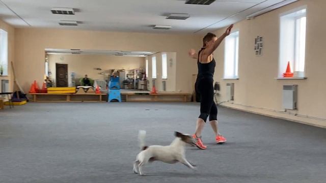 Танцы с собаками Dog dance Тимошина Светлана & Гувер.Танец"А я милого узнаю..."Тренировка 25.11.202 смотреть онлайн