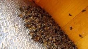 Объединение пчелиных семей осенью Простейший способ.