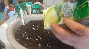 Посадка на рассаду перца Клаудио F1, 7 марта 2024