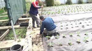 Поверхностный полив Golden Spray ( Голден спрей)- лучшее решение для полива на участке