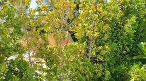 Обзор отеля MOVENPICK RESORT AL MARJAN ISLAND 5* ОАЭ  РАС-ЭЛЬ-ХАЙМА  Ras Al Khaimah Август 2022